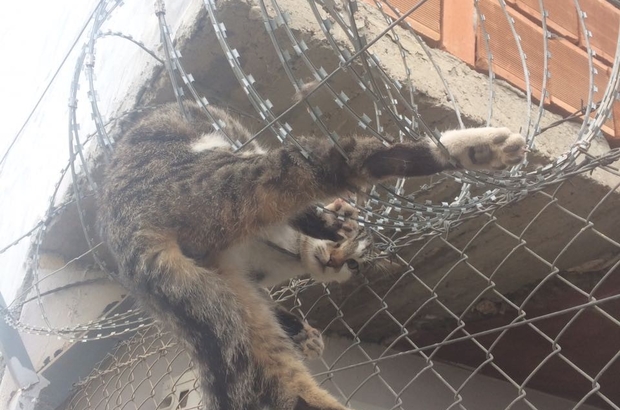 Samsun'da dikenli tellere takılarak mahsur kalan kedi itfaiye ekipleri tarafından kurtarıldı